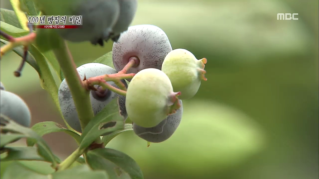 [시사매거진2580] 100년 빵집의 비밀 中 안동 맘모스 제과점 | 인스티즈
