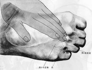 목화수 이미지