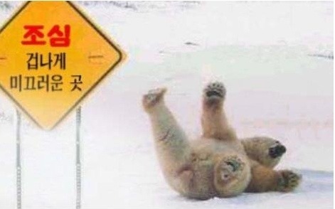 곰 이미지