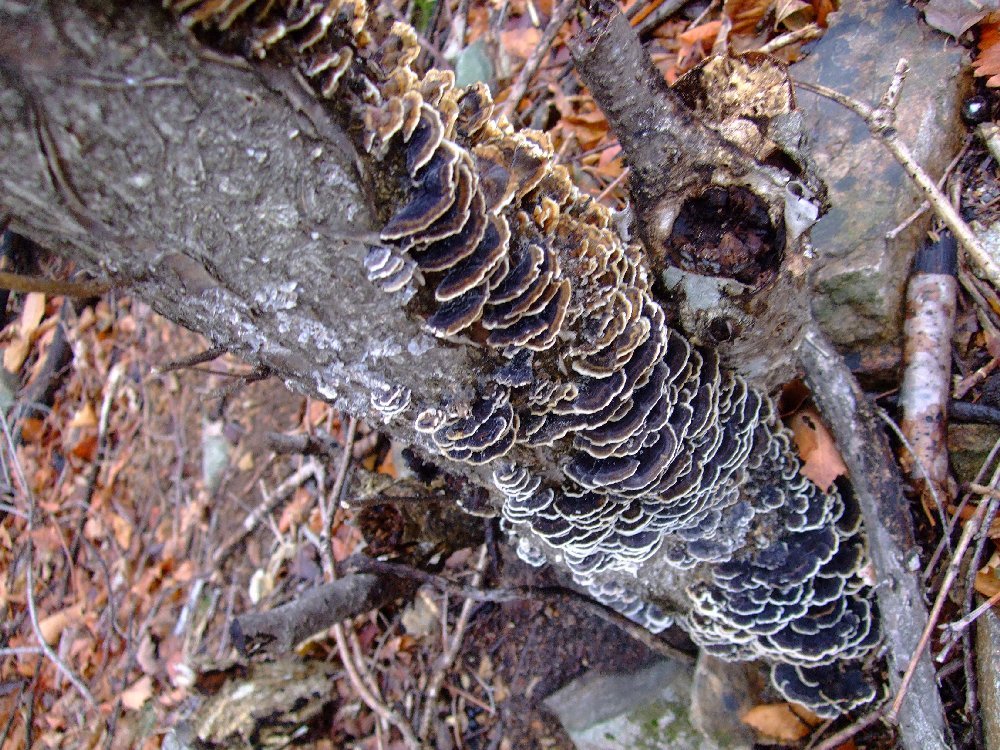 산중농원 이미지
