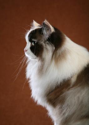 라가(RAGA) 이미지