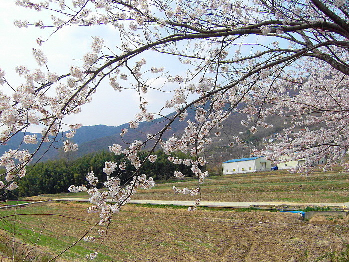 춘자와 한잔 이미지