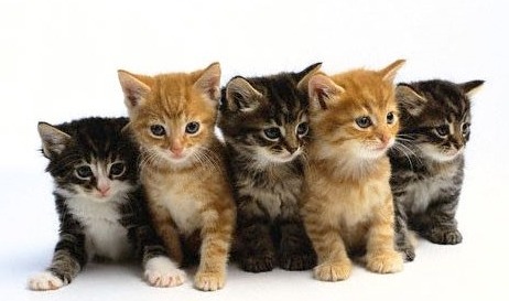 한국에서 인기가 많은 고양이들 | 인스티즈