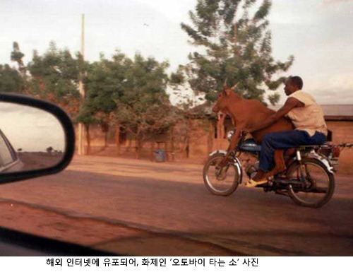 소가 이미지