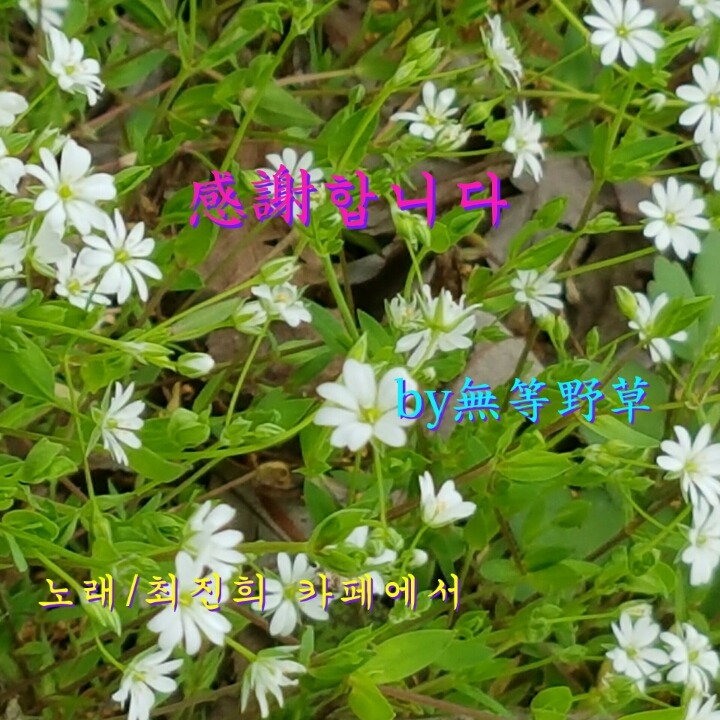 벼룩나물 이미지