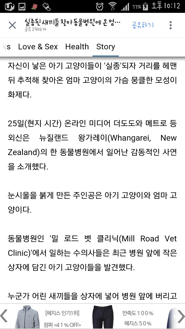 실종된 새끼들 찾아 동물병원에 온 엄마 고양이 | 인스티즈