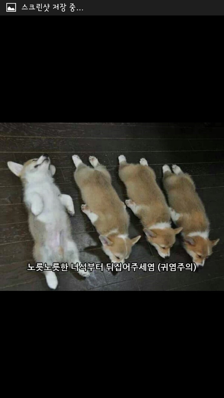 웰시코기 산채로 굽기.jpg | 인스티즈