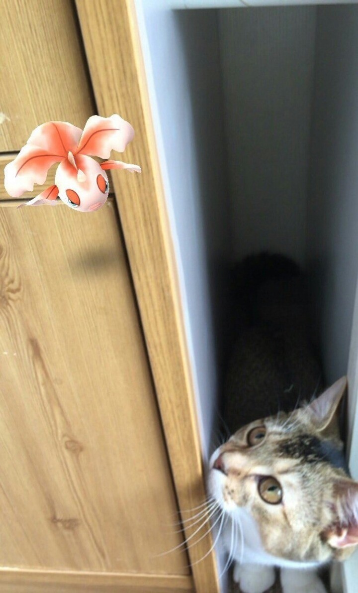 고양이는 사람이 보지 못하는 것을 본다고 한다 .jpg | 인스티즈