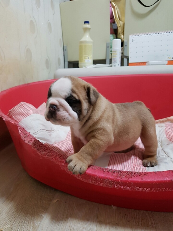 금둥 이미지