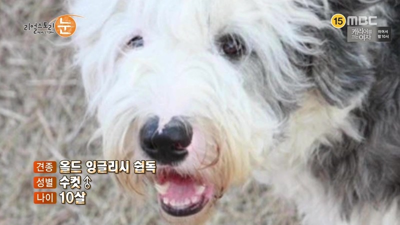 길가던 남의 애완견 때려죽여서 잡아먹은 사건 가해자들의 반응.jpg | 인스티즈