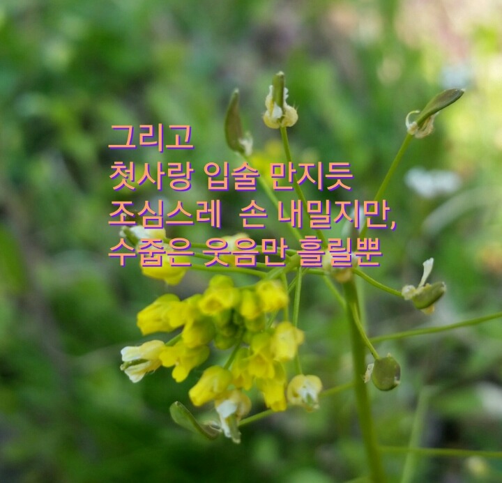 꽃다지 이미지