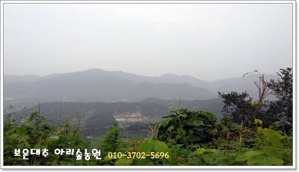 보은대추아리숲농원 이미지