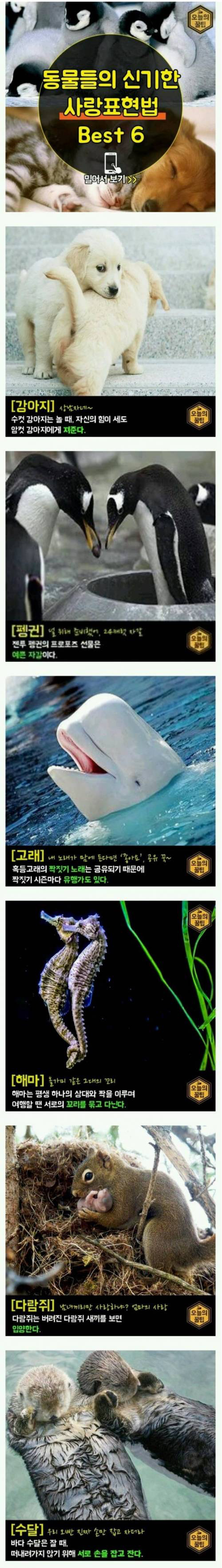 동물들은 이렇게 사랑을 표현함 | 인스티즈