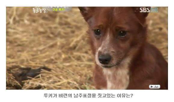 소를 어미라고 생각하는 강아지 | 인스티즈