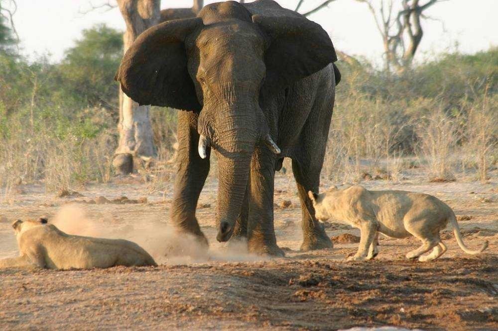 아프리카 사바나의 조폭.jpg | 인스티즈
