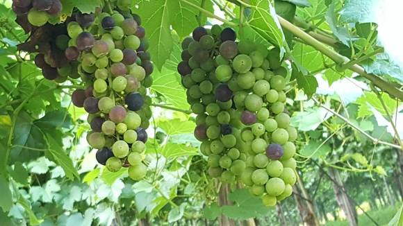 참살이식품(주) 이미지