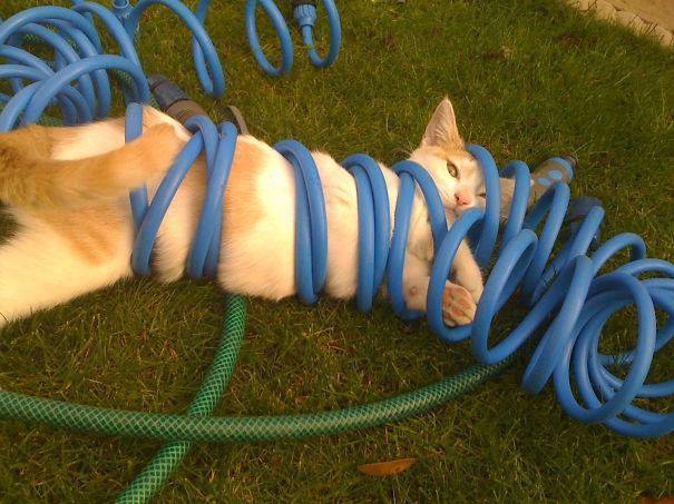통제가 안되는 고양이 모음 | 인스티즈