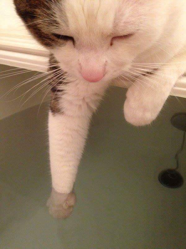 수온 재는 고양이 | 인스티즈