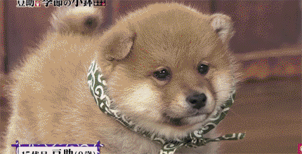 [테이터주의] 일본 교양 프로그램 마스코트인 애기 시바견.gif | 인스티즈