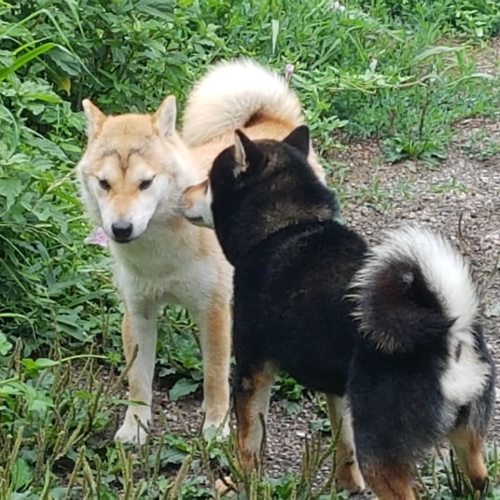 꿀잠 이미지