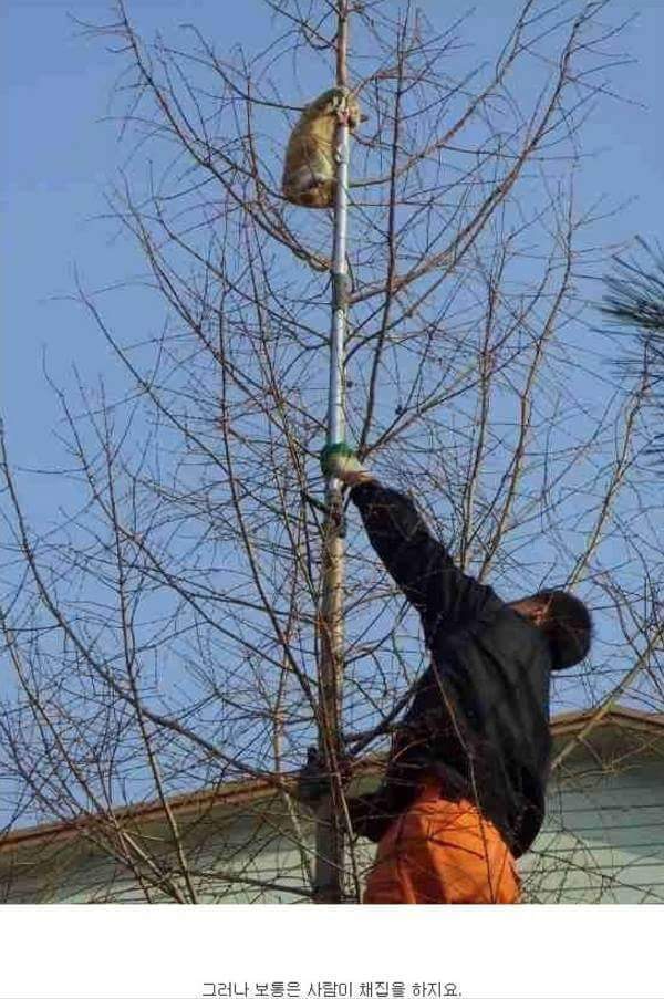고양이가 자라서 주인에게 배달되기 까지.. | 인스티즈