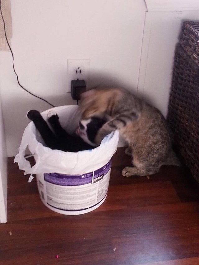 우리 고양이들은 서로를 쓰레기통에 집어넣음.jpg | 인스티즈