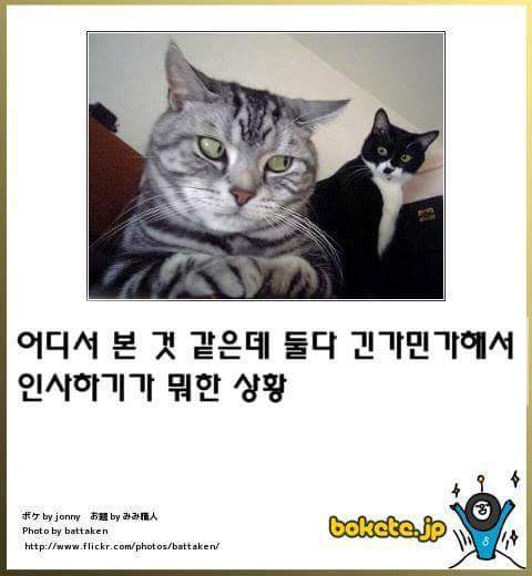 고양이 제목 학원 | 인스티즈