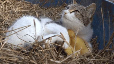 새끼오리와 고양이 | 인스티즈