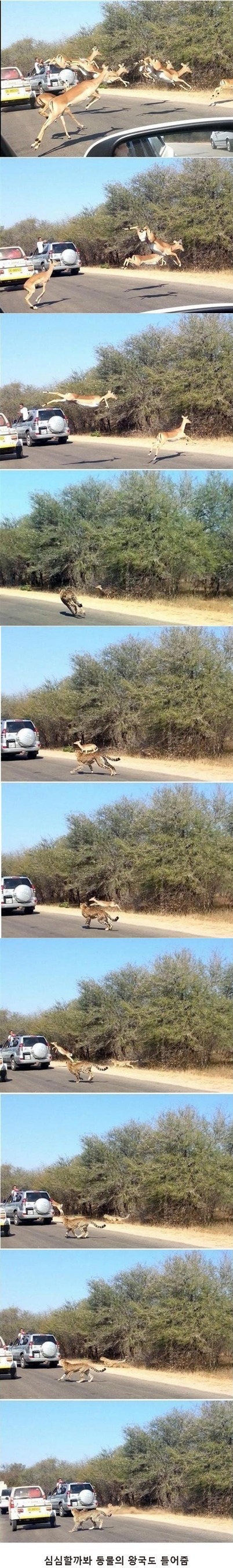 케냐에서 운전하면 볼수있는 장면.JPG | 인스티즈