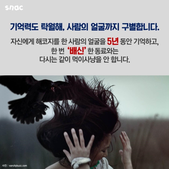 범고래와 까마귀의 지능 | 인스티즈