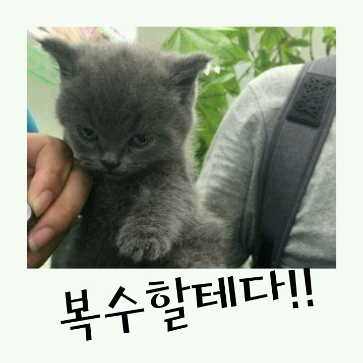 발톱자르는 개와 고양이의 반응차이!! | 인스티즈