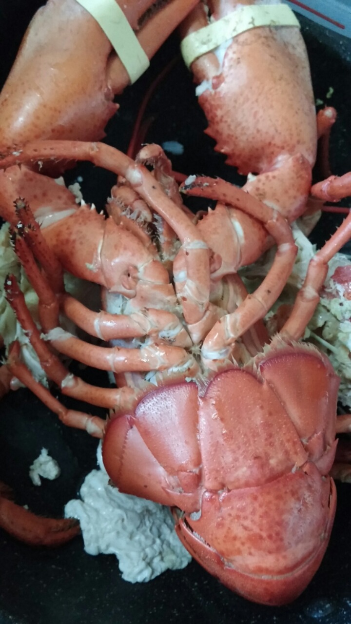가제 이미지