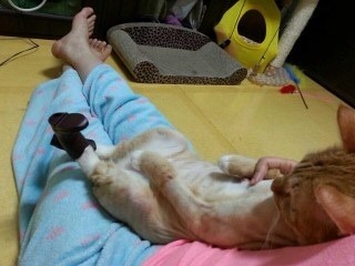 부츠가 맘에 든 듯한 고양이.jpg | 인스티즈