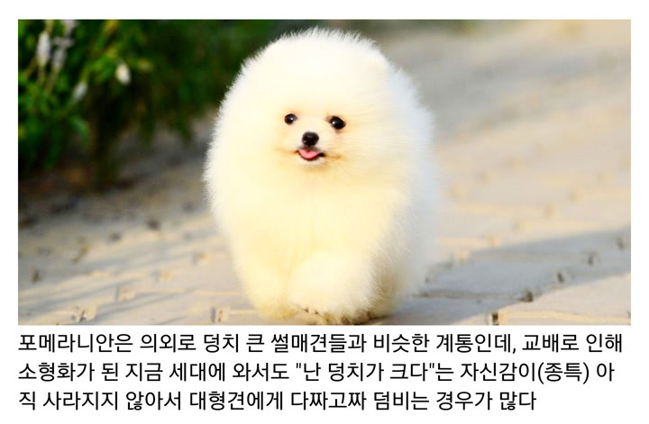 포메가 겁없고 잘 덤비는 이유 | 인스티즈