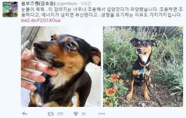 조용하다고 파양당한 강아지 | 인스티즈