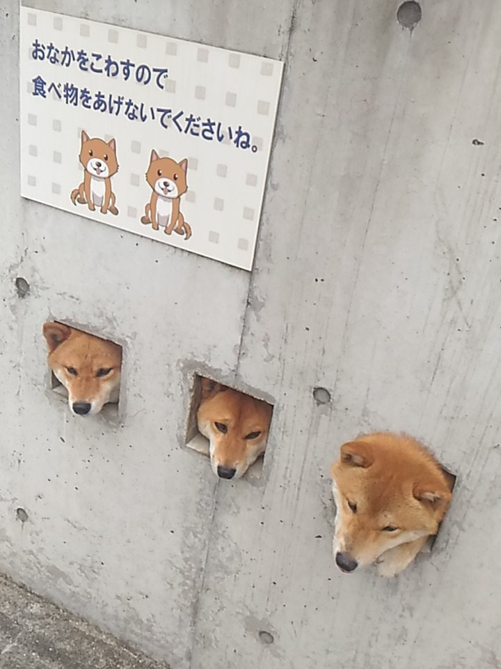 먹이를 주지마시오 | 인스티즈