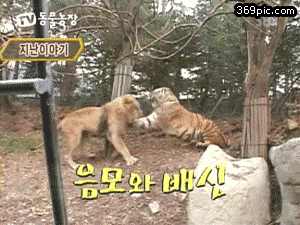 사자 개패는 호랑이.gif | 인스티즈