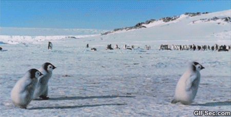 새끼 펭귄들.jpgif | 인스티즈
