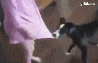 소녀의 치마를 찢어버리는 강아지.gif | 인스티즈