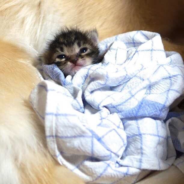 강아지와 고양이.jpg | 인스티즈