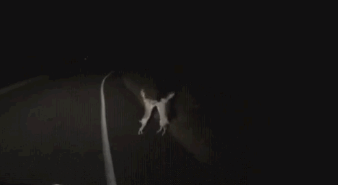 산토끼 싸우는 짤.gif | 인스티즈