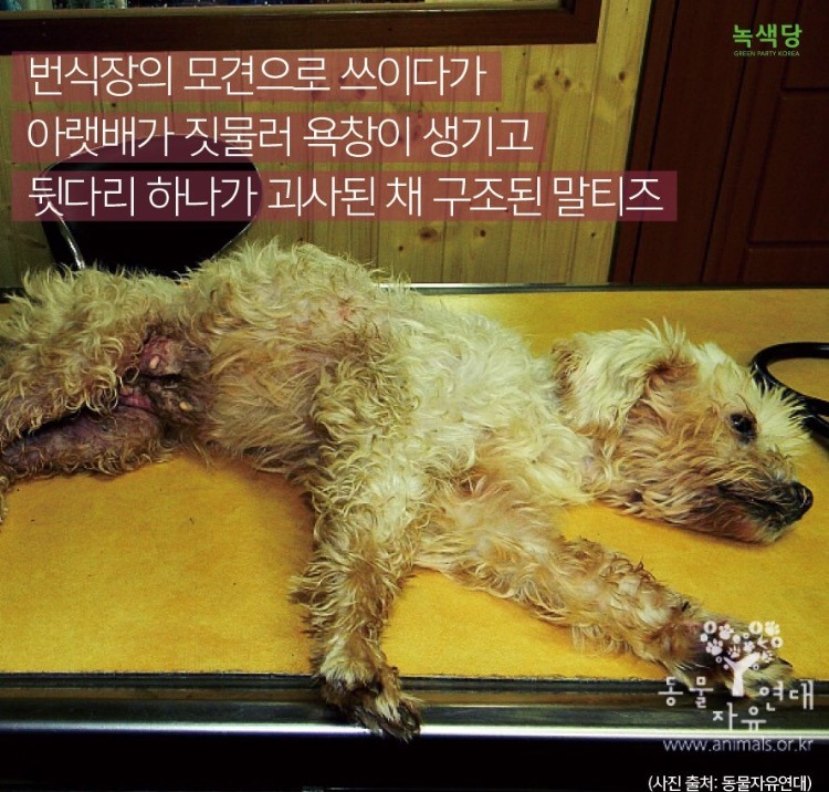 강아지 사지마세요 절대!!!!!!!!!!! (불쌍함주의) | 인스티즈