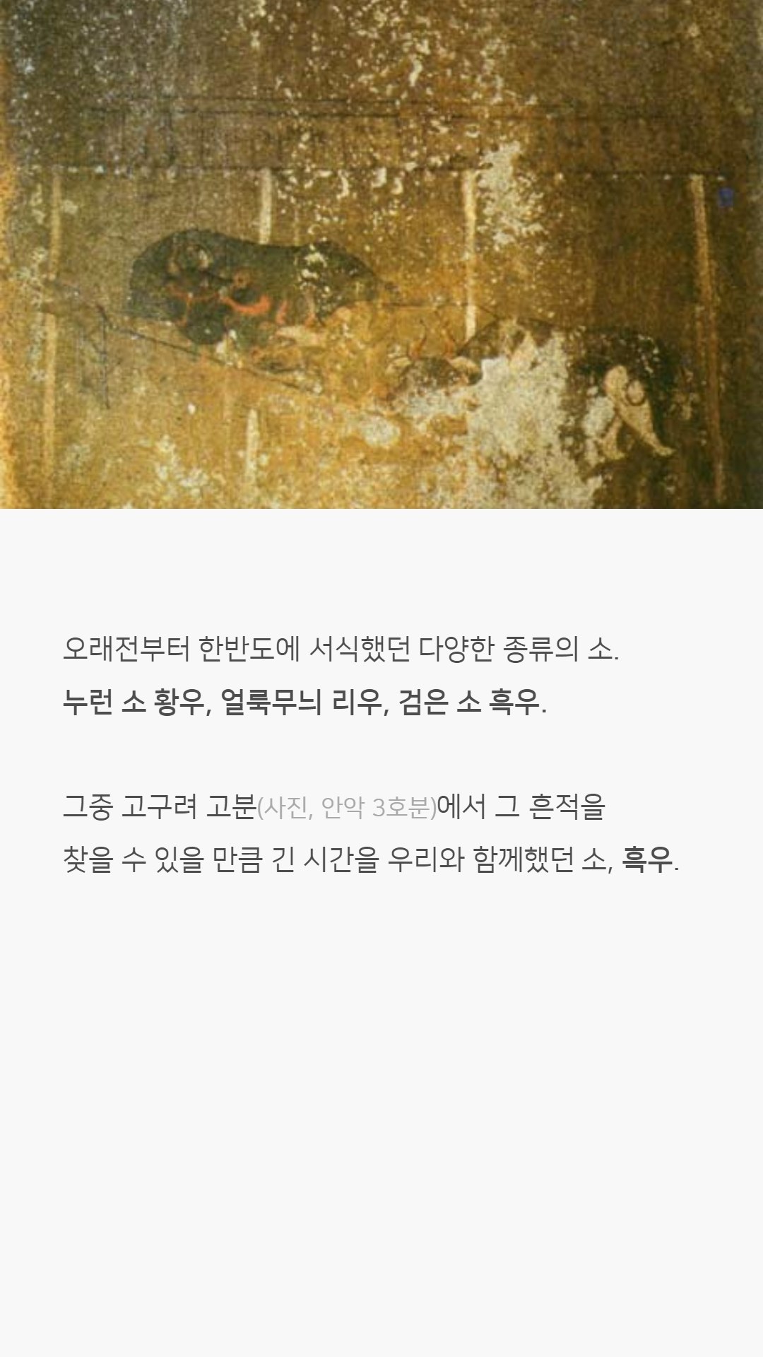 우리나라 한우는 왜 황색일까?jpg | 인스티즈