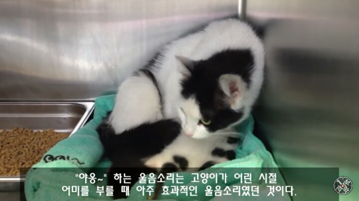 고양이가 "야옹~"하고 우는 이유는?? | 인스티즈