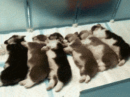 멍냥멍냥멍냥.gif (데이터 주의) | 인스티즈