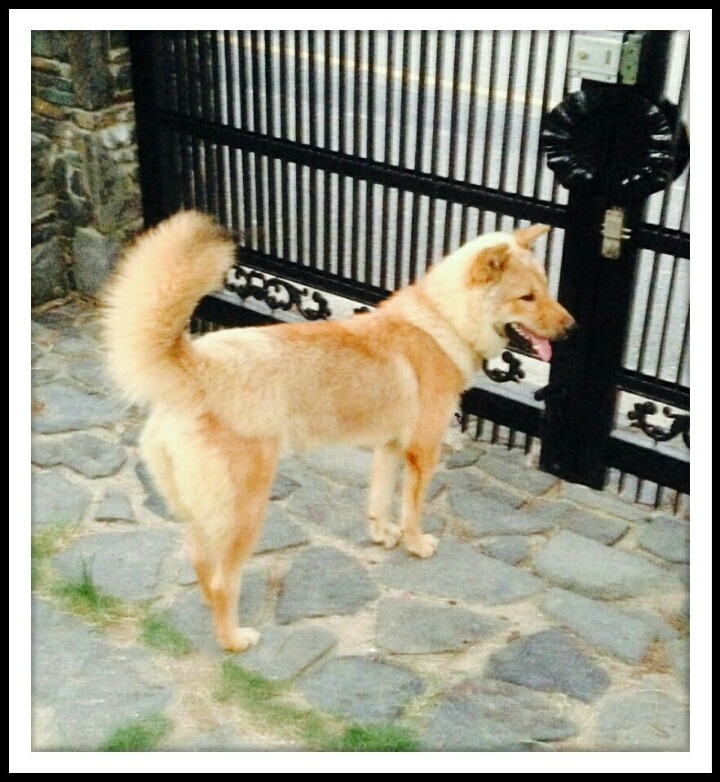 곰순이 이미지