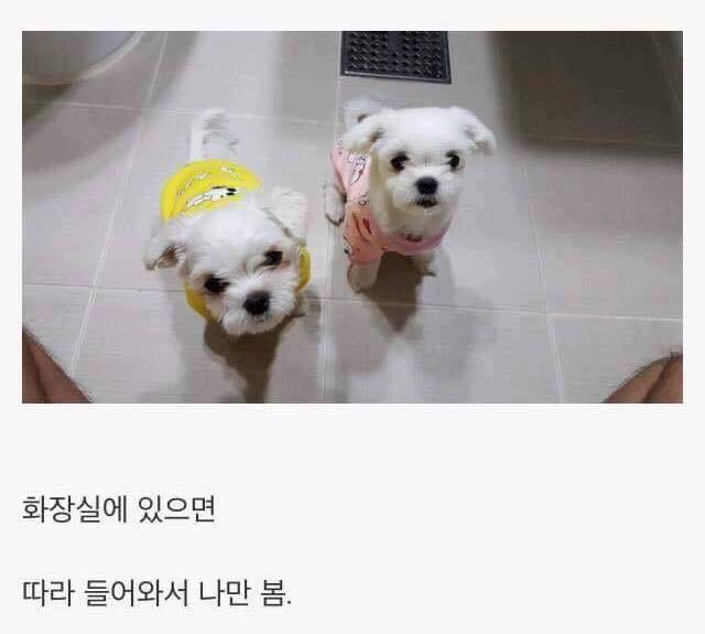 댕댕이 키우면 생기는일 | 인스티즈