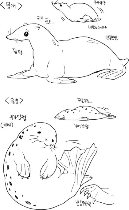 물개와 물범의 차이.jpg | 인스티즈