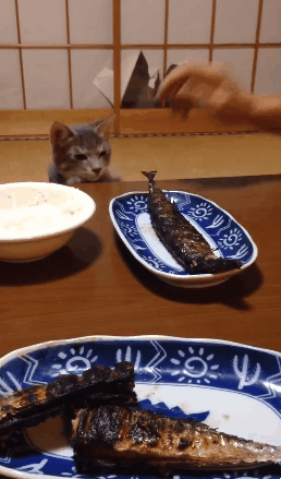 생선구이를 훔치려는 고양이.gif | 인스티즈