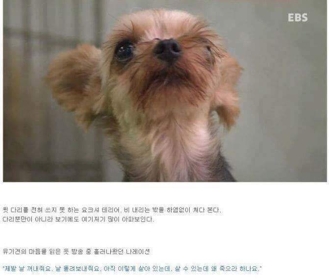 나는 아직 살수 있는데 왜 죽으라하나요 | 인스티즈